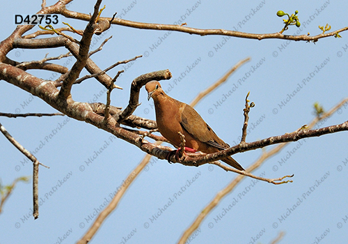 Eared Dove (Zenaida auriculata)